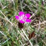 Dianthus carthusianorumЦветок