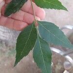 Fraxinus angustifolia Hoja