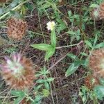 Trifolium vesiculosum Leaf