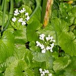 Thlaspi macrophyllum Hoja