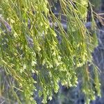 Plocama pendula Flower