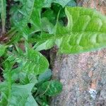 Taraxacum clemens Hoja