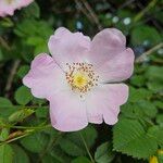 Rosa micrantha Kvet