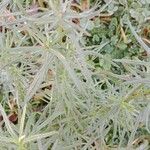 Senecio inaequidens Leaf