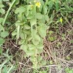 Rubus idaeusFoglia