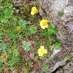 Potentilla reptans Yeri