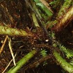 Asplenium barteri Otro