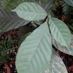 Lansium parasiticum 葉