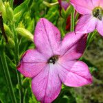 Nicotiana alata പുഷ്പം