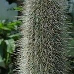 Cleistocactus hyalacanthus Kwiat