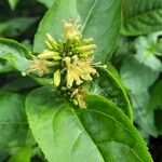 Diervilla sessilifolia Flower