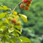 Nephelium lappaceum Fruit