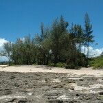 Casuarina equisetifolia Natur