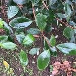 Feijoa sellowiana ഇല