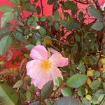 Rosa pouzinii Çiçek