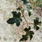 Fremontodendron californicum 叶