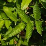 Rubus illecebrosus Leaf