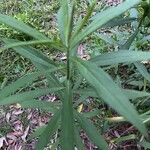 Solidago altissima Leaf