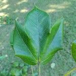 Sterculia apetala Leaf