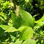 Liriodendron chinense 葉