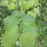 Corylus avellanaഇല