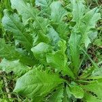 Taraxacum clemens Hoja