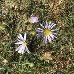 Machaeranthera tanacetifolia Flor