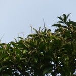 Croton matourensis Λουλούδι