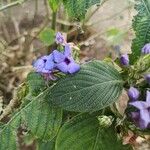 Eranthemum pulchellum Лист