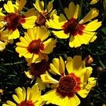 Coreopsis tinctoria Blomst