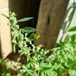 Chenopodium ficifolium Лист