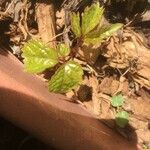 Parthenocissus tricuspidata 葉