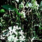 Urtica pilulifera 花