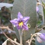 Solanum mauritianum 花