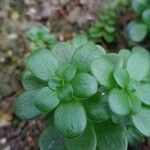 Aeonium goochiae Leaf