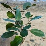 Celtis conferta Habitus