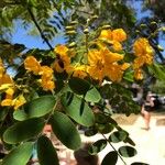 Tipuana tipu Flower