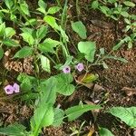 Ipomoea aquatica Flor