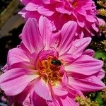 Dahlia pinnata Fleur