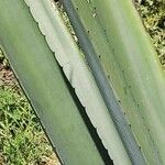 Agave sisalana Leaf