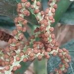 Chamaedorea microspadix Frugt