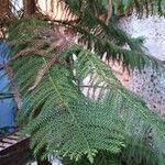 Araucaria laubenfelsii برگ