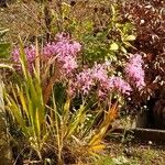 Nerine undulata Flower