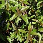 Veronica officinalis Leaf