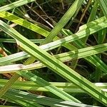 Carex nigra Feuille