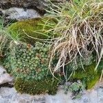 Saxifraga burseriana Foglia