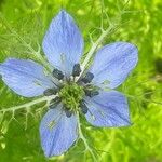 Nigella sativaFlower