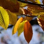 Nothofagus alpina Hoja