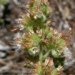 Phacelia heterophylla 花