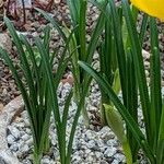 Sternbergia lutea Foglia